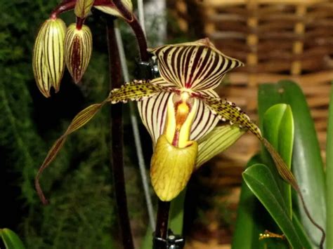 Phragmipedium Vs Paphiopedilum Whats The Difference Orchideria
