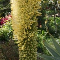 We did not find results for: Agave attenuata - Agawa