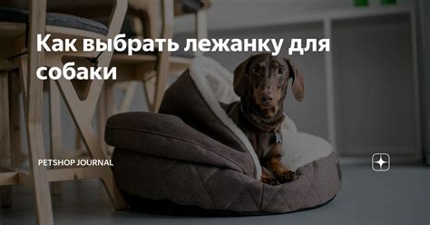 Как выбрать лежанку для собаки | Petshop Journal | Дзен