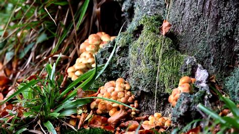 Asadal Bbc The Magic Of Mushrooms 2014