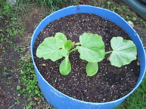 Growing mini pumpkins from seeds. Seed to Feed Me: HOW TO GROW PUMPKINS FROM SEED