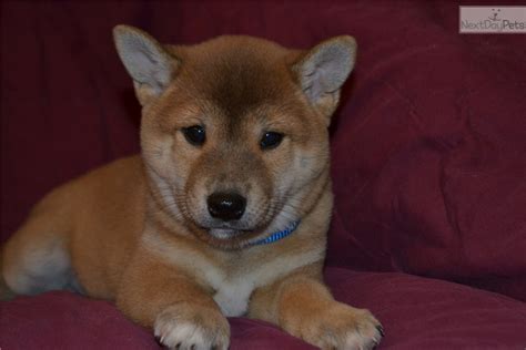 The smallest of japan's six ancestral breeds, shibas don't know it, as their. Shiba Inu puppy for sale near Madison, Wisconsin ...