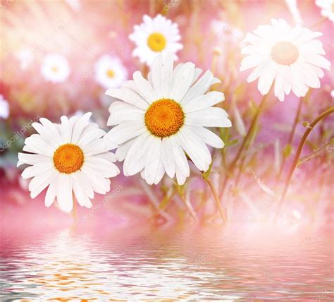 Wildflowers Daisies Summer Landscape — Stock Photo