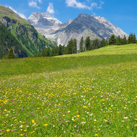 Bright Alpine Flowers On The Meadow In Swiss Alps Stock Image Image