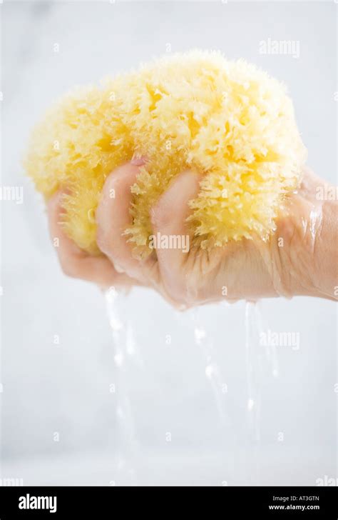 Woman S Hand Squeezing Water Out Of Bath Sponge Stock Photo Alamy