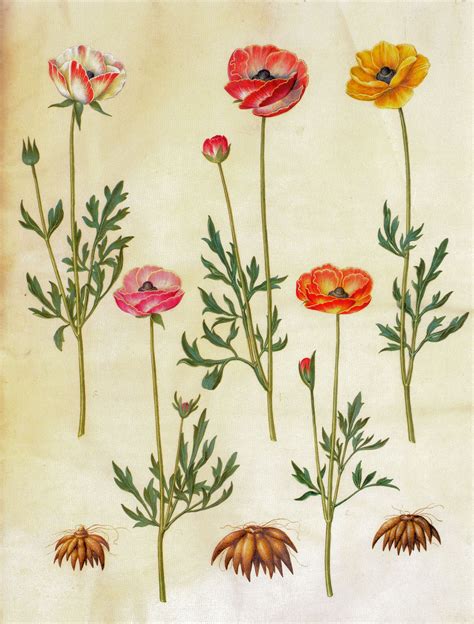 Ranunculus Antique Botanical Print Botanical Prints Botanical