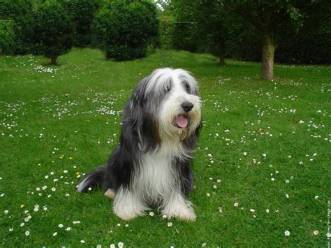 The Dog In World Bearded Collie Dogs