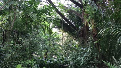 Walking Through A Tangle Of Lianas In Tropical Rainforest In The