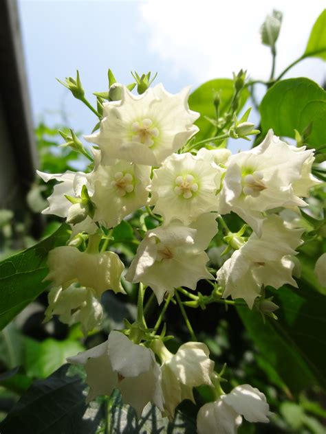 All you need is a barcode scanner. Bread Flower ดอกชมนาด | ดอกไม้สีขาว, ดอกไม้สวย ๆ, ดอกไม้