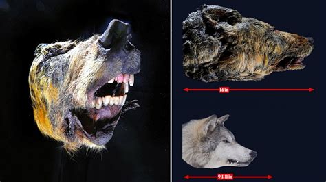 30000 Year Old Head Of Pleistocene Wolf Found In Siberian Permafrost
