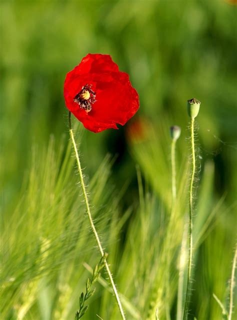 Poppy Red Grasshopper Free Photo On Pixabay