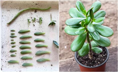 Top 10 Can You Grow Succulents From Cuttings