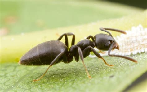 Florida Ants Identification