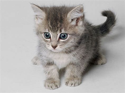 Resultado De Imagen De Gatos Tiernos Cute Kittens Cute Little Kittens