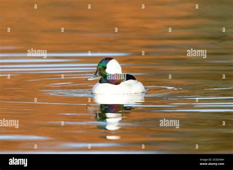 Bufflehead Male Drake Showing Head Color Hi Res Stock Photography And