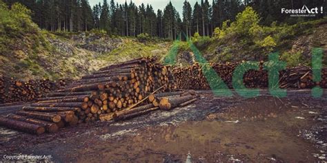 Hutan Produksi Pengertian Jenis Sebaran Dan Peraturan