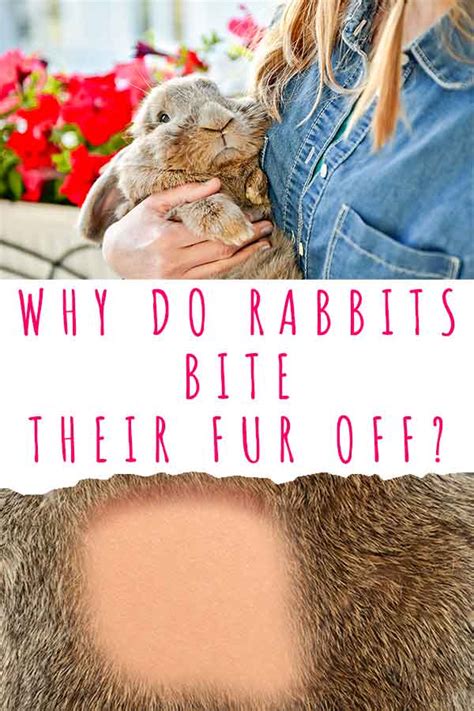 Why Do Rabbits Bite Their Fur Off Explaining Bunny Barbering