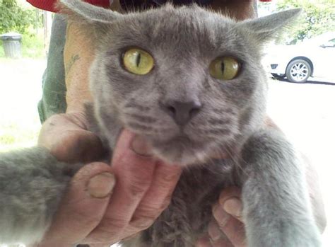 2 Adult Outdoor Cats Russian Blue Siamese And Burmese Mix