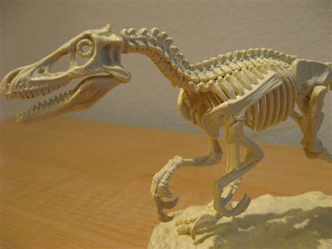 Velociraptor Skeleton 2 By Draenei Friend On Deviantart