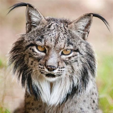 There are four species of lynx: Untitled | Animals, Animals wild, Iberian lynx