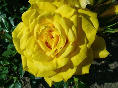 Free download hd rose photo. All 4u HD Wallpaper Free Download : Beautiful Yellow Rose ...