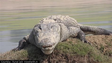 Crocodiles Of India Youtube