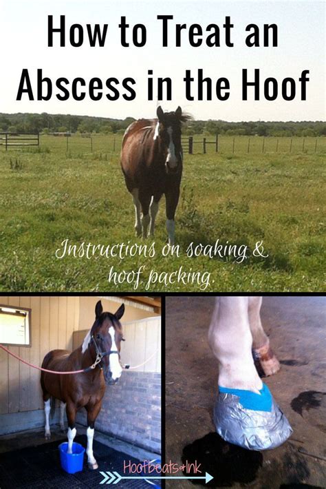 How To Treat An Abscess In The Hoof Instructions On Soaking And Hoof