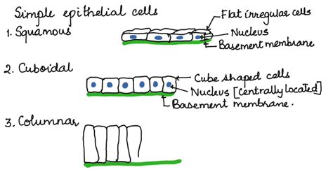 How To Draw Simple Epithelial Tissues Animal Tissues Icse 9 Youtube