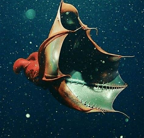 Vampire Squid Facts They Eat Zooplankton Waste And Mucus Odd Facts