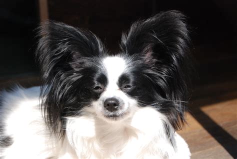 Papillon Dog Puppy Umi Irene Dog Breeds Dogs And Puppies Paradise