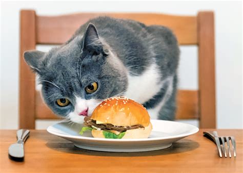 Feeding Human Foods The Facts Catwatch Newsletter