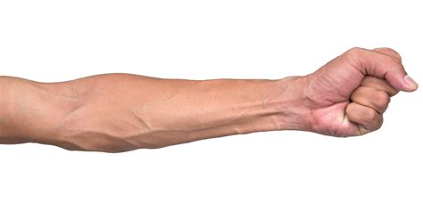 Hand Veins Anatomy Reference Veins