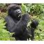 Mountain Gorilla Facts For Kids