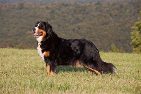 Bernese Mountain Dog Facts Origins Weight Size Height