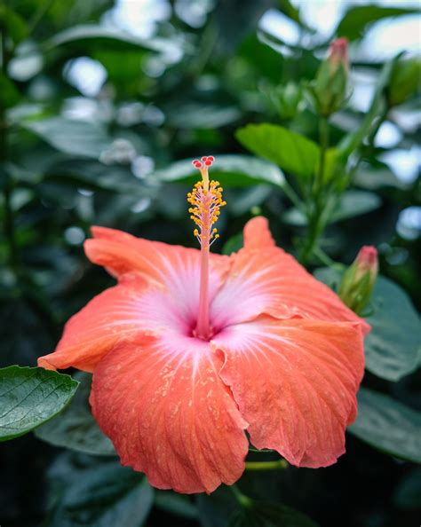 We aim to serve and treat each family with the utmost respect and care. Flower, Como Conservatory, St. Paul | Como conservatory ...
