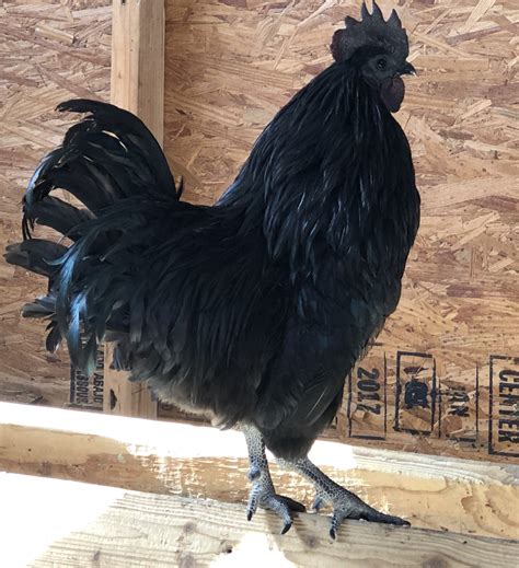 Ayam Cemani Chicken Baby Chicks For Sale Cackle Hatchery®