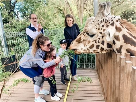 Giraffe Close Encounters At Perth Zoo Buggybuddys Guide To Perth