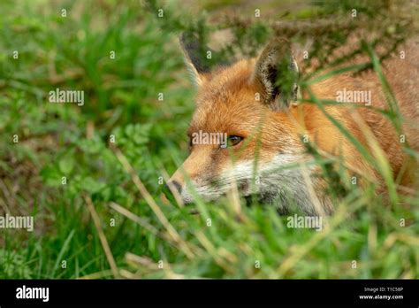 The British Red Fox Vulpes Vulpes Stock Photo Alamy