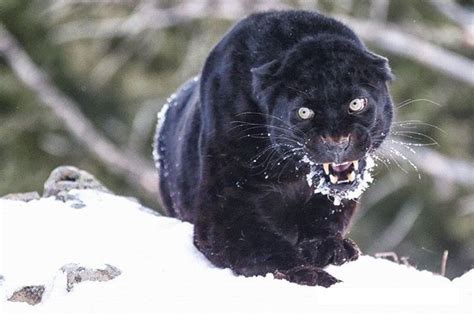 Black Jaguar With Piercing Eyes Wildlifeonearth