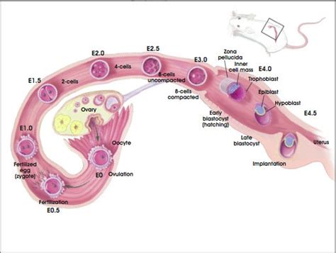 Filemouse E0 E5 Embryology