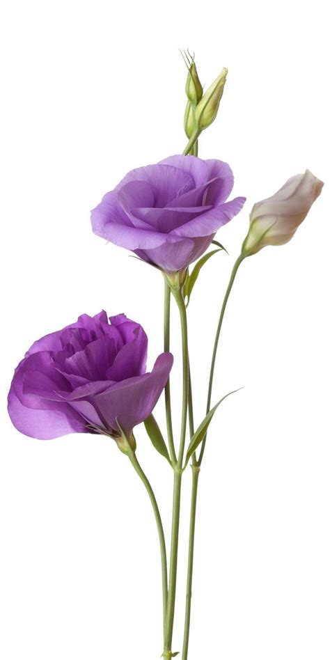 Image Result For Eustoma Lisianthus Flowers Purple Flowers