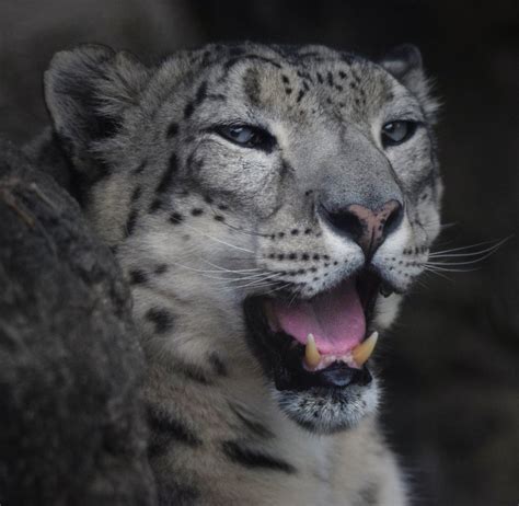 July 2022 Big Cat Country Snow Leopard Panthera Uncia Yawning