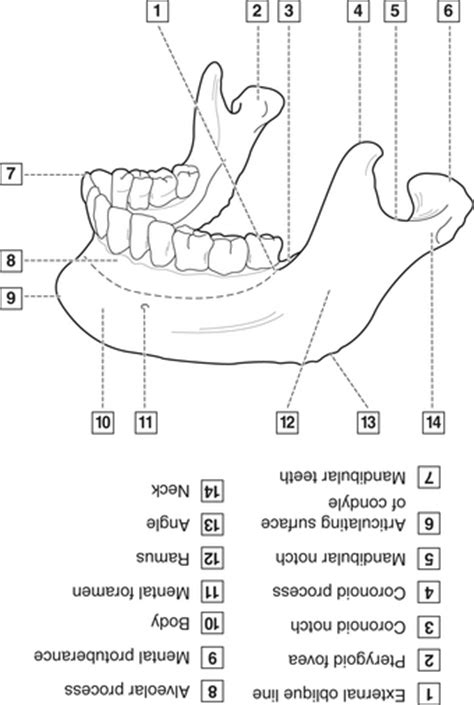 4 Head Neck And Dental Anatomy Pocket Dentistry