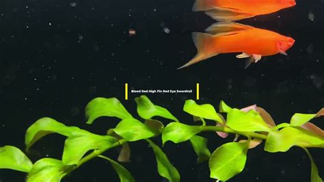 Blood Red High Fin Red Eye Swordtail Youtube