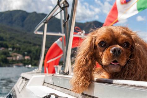 Italy is one of the most beautiful and she is the proud mom to toby, a giant labrador retriever who thinks he's a lapdog. Italian Dog Names | Popular Male and Female Names | Wag!