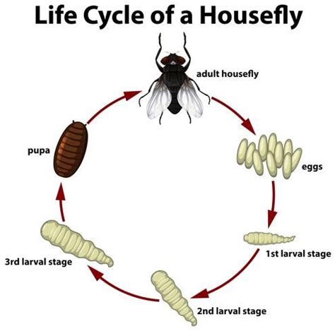 Life Cycle Of A Fly Carmenafeneal