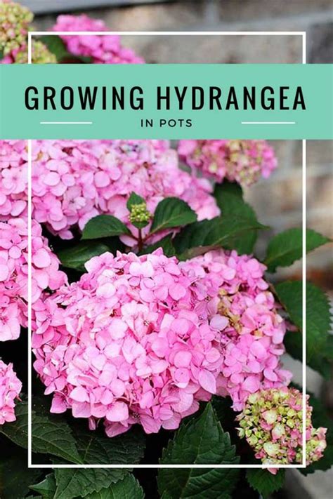 How To Grow Hydrangea In Pots House Of Hawthornes