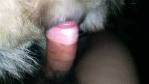 Fuck Bitch Tight Pussy Zoo Tube 1