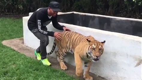 hamilton sneaks up on a tiger youtube