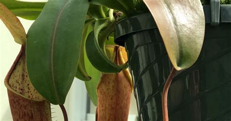 Daniels Pacific Nw Garden Nepenthes Growing Fast 42819